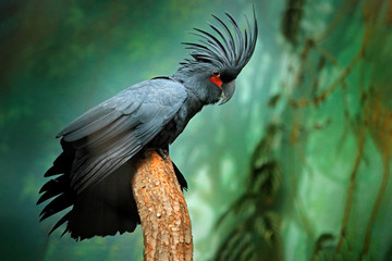 Grey parrot with crest. Detail portrait of dark parrot Palm cockatoo, Probosciger aterrimus, talon in the bill, New Guinea. Head of big grey bird. Wildlife scene from New Guinea, nature habitat. - obrazy, fototapety, plakaty