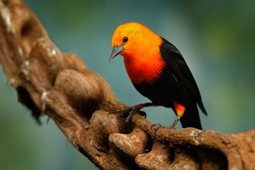 Scarlet-headed Blackbird, Amblyramphus holosericeus,  black bird with orange red head in the tropic jungle forest. Blackbird sitting on the tree with green forest background, Argentina, South America.