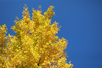 空とイチョウの木