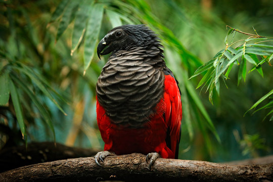 Pesquet parrot, Psittrichas fulgidus, rare bird from New Guinea. Ugly red and black parrot in the nature habitat, dark green forest. Wildlife scene from Asia. Endemic bird sitting on the branch.
