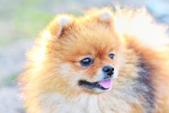 Pomeranian acheter discount