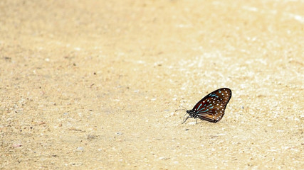 butterfly chilling on gravel