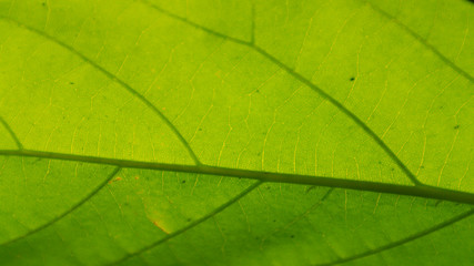 Fototapeta na wymiar macro of a green leaf
