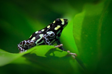 Ranitomeya vanzolinii, Brazilian spotted poison frog, in the nature forest habitat. Dendrobates from from central Peru east of Rio Ucayali into Brazil. Beautiful amphibian green vegetation, tropic.