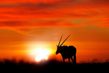 Oryx met oranje zandduin avond zonsondergang. Gemsbock grote antilope in natuur habitat, Sossusvlei, Namibië. Wilde woestijn. Gazella prachtige iconische gemsbok antilope uit Namib woestijn, zonsopgang Namibië.
