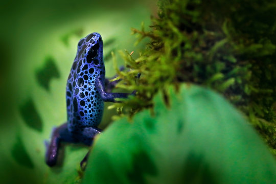 Dendrobates tinctorius 'True Sipaliwini', Dyeing Poison Dart Frog, blue frog in tropical nature. Wildlife scene from Brazil. Venomous toxic amphibian on the green moss. Exotic animal in the jungle.