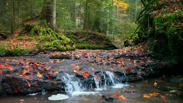 river stream in enchanted serene autumn forest in schw&auml;bischer wald germany