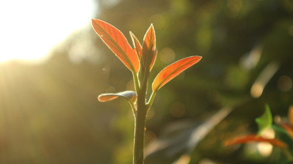 Obraz premium Avocado seedlings growing in the morning sunshine