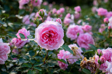 rose, a single pink rose, blossomed rose