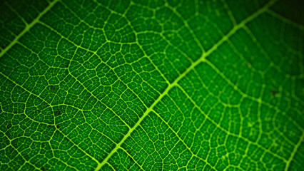Green leafs with very nice grain structure