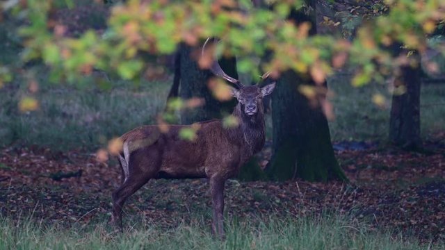 Red deer male standing in the forest and look, mating season, autumn, germany, (cervus elaphus)