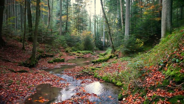 river stream in enchanted serene autumn forest in schw&auml;bischer wald germany