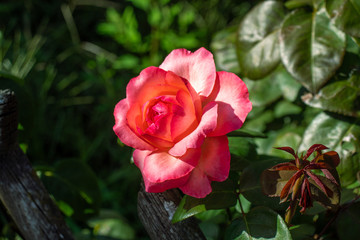 Floribunda rose or scentimental ros  striped in white and red.