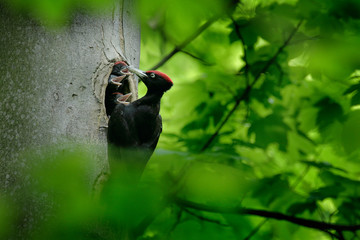 Woodpecker with chick in the nesting hole. Black woodpecker in the green summer forest. Wildlife scene with black bird in the nature habitat. - obrazy, fototapety, plakaty