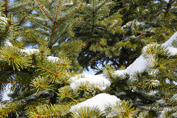 White Snow on the green branches of a Christmas tree