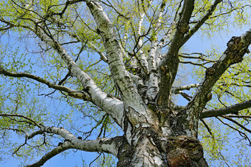 Fototapeta na wymiar Old birch tree, treetop crown with blue sky. Detail from nature. Tree trunk with green leaves, spring in Czech Republic, Europe.