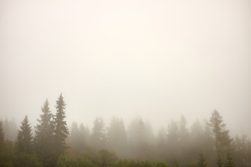 Pictoresque foggy tree tops in autumn pine forest
