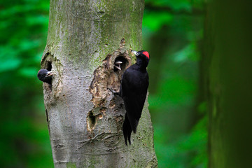 Woodpecker with chick in the nesting hole. Black woodpecker in the green summer forest. Wildlife...