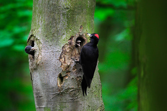 Woodpecker with chick in the nesting hole. Black woodpecker in the green summer forest. Wildlife scene with black bird in the nature habitat.