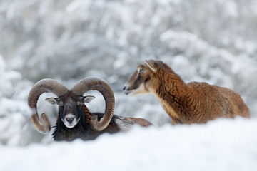Mouflon, Ovis orientalis, horned animal in snow nature habitat. Close-up portrait of mammal with big horn, Czech Republic. Cold snowy tree vegetation, white nature. Snowy winter in forest.