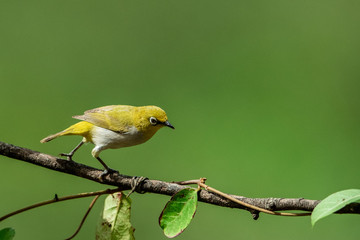 bird on a branch