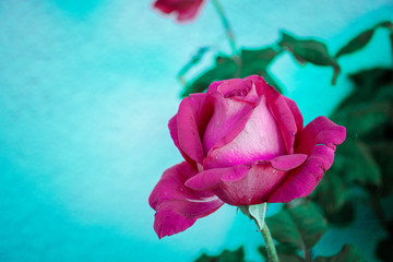 Fototapeta na wymiar rose, a single pink rose, blossomed rose