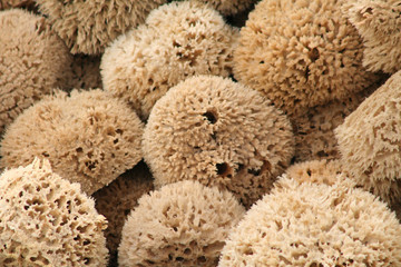 Lot of Natural Sponges