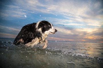 Dog running through water