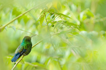 Blue-tailed Emerald, Chlorostilbon mellisugus, hummingbird in the Colombian tropical forest, blue an green glossy bird in the nature habitat. Wildlife from South America.