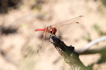 Red Dragonfly