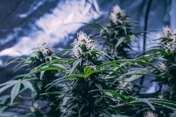 Medical Cannabis plant in the flowering stage inside of a growing tent under LED lights.