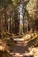 Path in a forest of Langtang National Park, Nepal