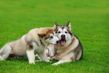 Two dogs breed Alaskan Malamute