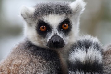ring tailed lemur © Sam