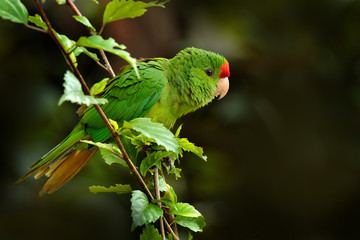 Crimson-fronted Parakeet, Aratinga finschi, portrait of light green parrot with red head, Colombia. Wildlife scene from tropical nature. Bird in the habitat. Parrot cleaning tail plumage feather. 