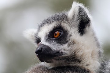 ring tailed lemur on branch of tree