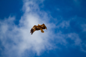  eagles flying the australian outback