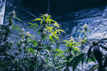 Medical Cannabis plant in the flowering stage inside of a growing tent under LED lights.