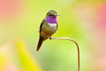 Hummingbird from Colombia  in bloom flower, Colombia, wildlife from tropic jungle. Wildlife scene from nature. Hummingbird with pink flower, in flight. Purple-throated Woodstar Calliphlox mitchellii.