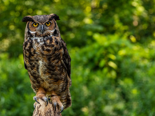Raptor closeup with lush background