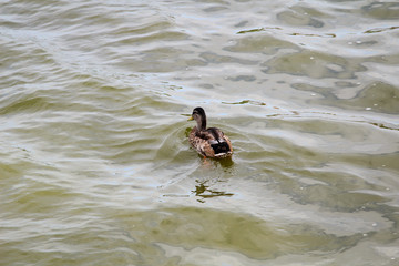 Portrait einer Stockente schwimmend auf einem Teich, Gewässer