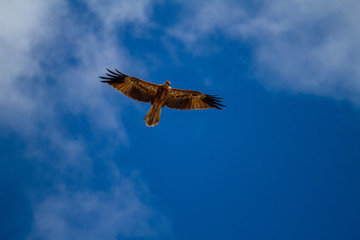  eagles flying the australian outback