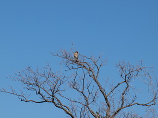 Sparrow Hawk in tree with blue sky