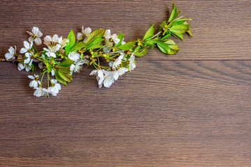 Cherry branch with flowers and leaves on dark wooden background. Copy space_