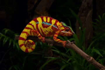 Keuken spatwand met foto Colorful lizard beautiful Panther chameleon  © Dmitry