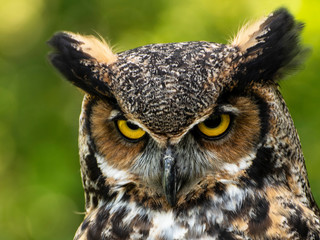 Raptor closeup with lush background