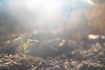 Growing plant,Young plant in the morning light on ground background, New life concept.Small plants on the ground in spring.fresh,seed,Photo fresh and Agriculture  concept idea.
