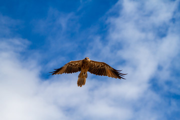  eagles flying the australian outback