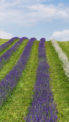 Fototapeta na wymiar Purple lavender field