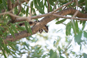 Squirrel on branch of tree.